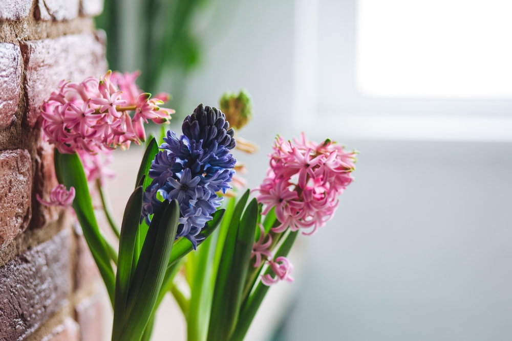A photo of beautiful spring flowers on a windowsill.