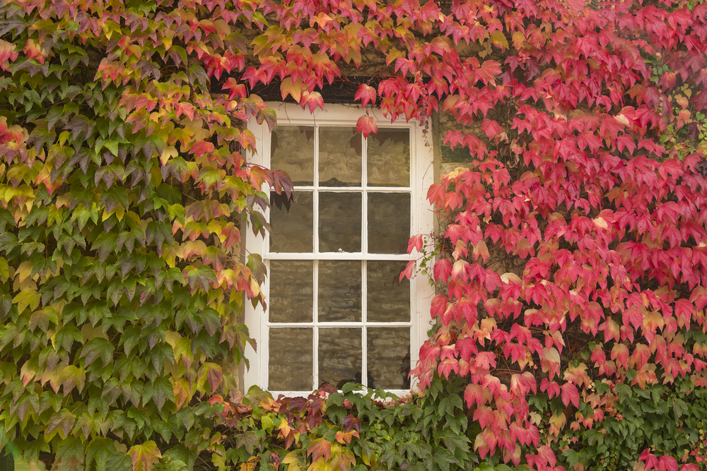 Sash Windows Autumn Checklist
